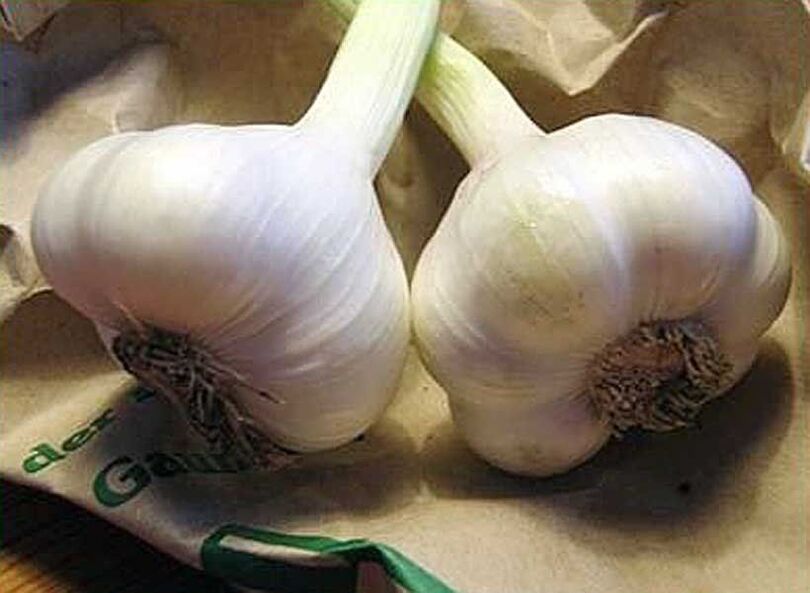 Garlic for making antiparasitic suppositories or enemas