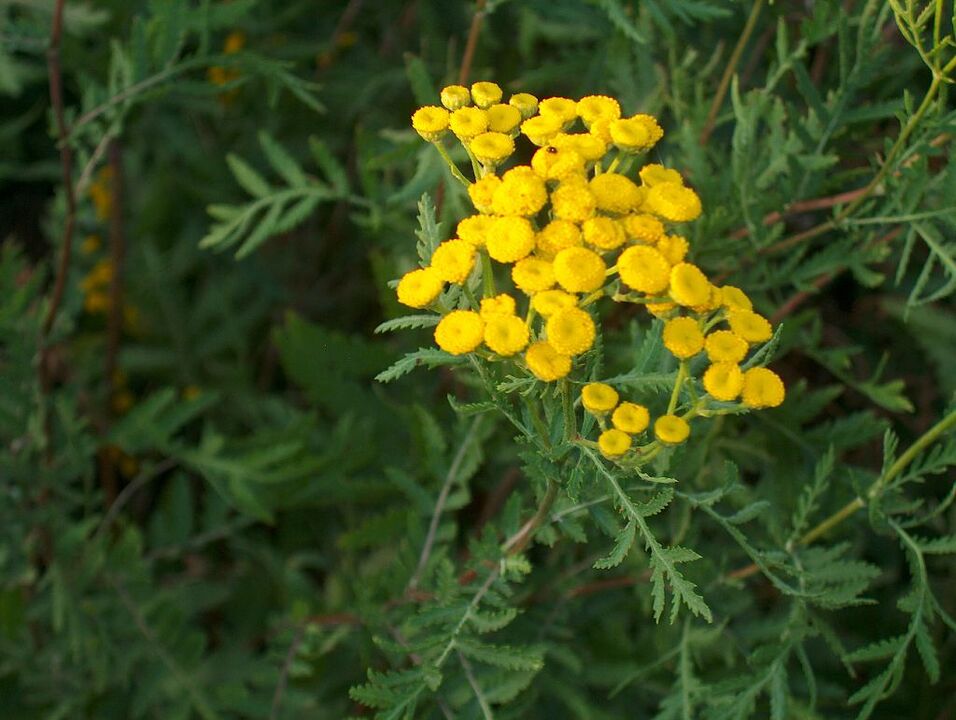 Tansy, which is part of the antiparasitic mix