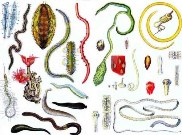 Types of human parasites