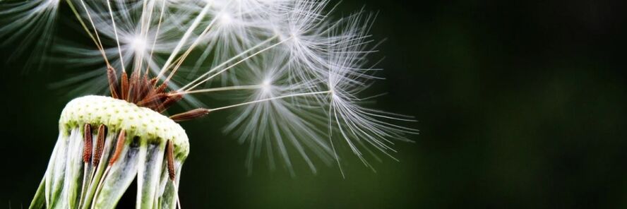 Dandelion against worms