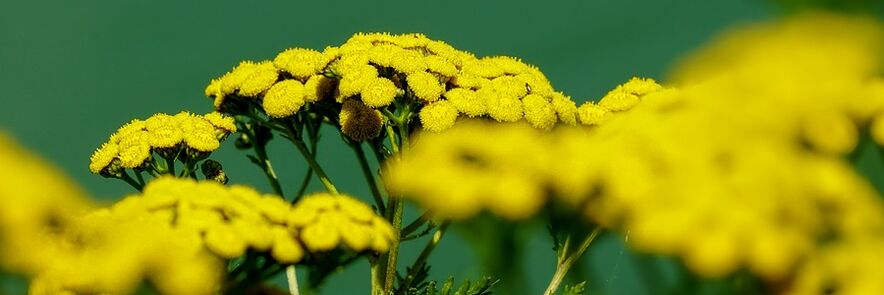 Tansy against worms