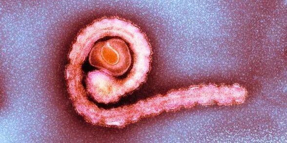 Dwarf tapeworm in the human body