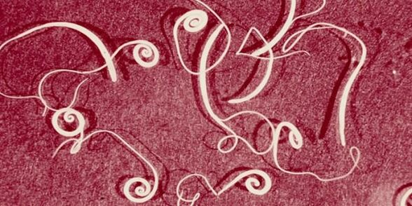 Photo of human parasites