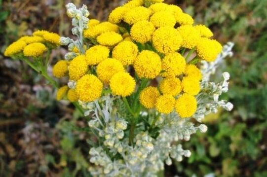 Tansy caused by parasites in the human body