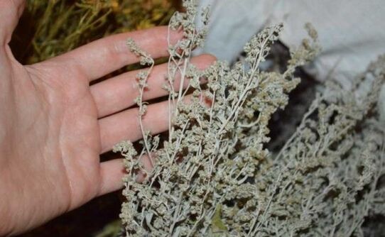 Wormwood against parasites in the human body